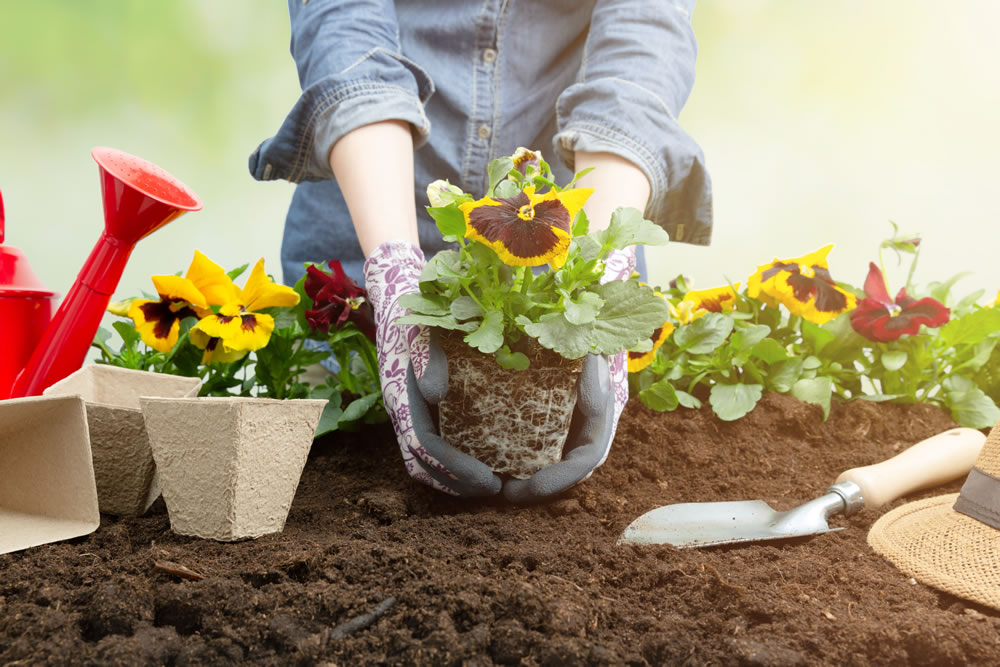 کارهایی که باید برای تقویت خاک گلدان و باغچه انجام داد